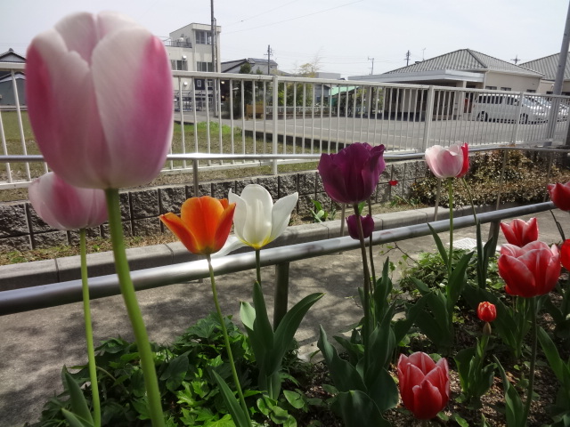 四月の花明かりの家☆